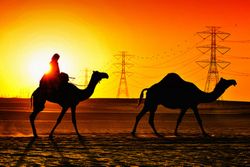 camels_electricity-lines.jpg