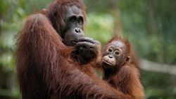 orangutans-borneo-1