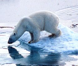 arctic-bear.jpg