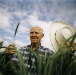 Borlaug_wheat_2