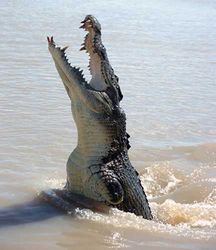 Crocodile_Australia