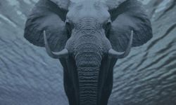 elephant-water.jpg