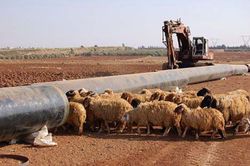 gas_pipeline-construction-syria-sheep.jpg
