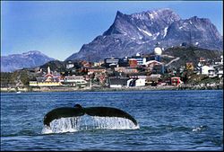 Nuuk-whale