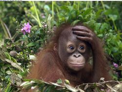 orangutan-borneo-malaysia