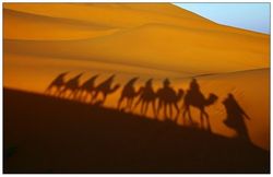 Sahara_camels