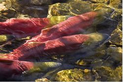 salmon-snake-river