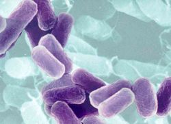 synthetic_bacteria_purple.jpg